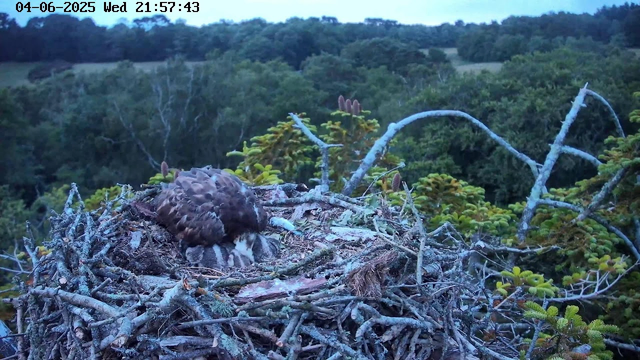 A young bird, likely a hawk chick, is sitting in a large nest made of twigs and branches. The nest is high above a lush green forest with dense trees and foliage, and the sky appears to be clear or slightly cloudy. The picture includes a timestamp at the top indicating the date and time as 04-06-2025, Wednesday at 21:57:43.