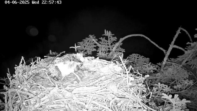 A bird of prey, likely an eagle or hawk, is perched on a nest made of twigs and branches. The scene appears to be captured at night with the help of infrared or night vision technology, and the background includes some frosted or snow-covered branches and foliage. The timestamp at the top shows the date as June 4, 2025, and the time as 22:57:43.