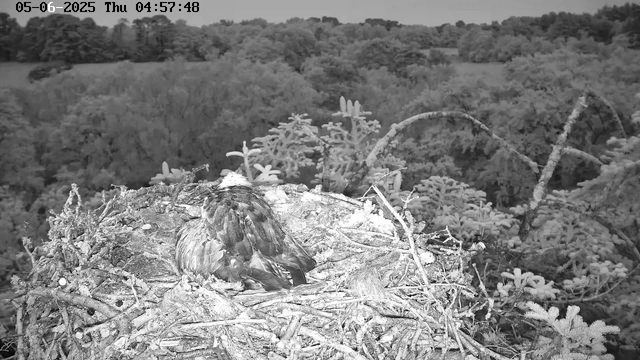 A bird's nest made of twigs and branches is visible in the foreground, with a bird sitting inside. The scene is set in a forested area with dense trees and foliage in the background. The image is in black and white, and the timestamp at the top indicates the date and time as May 6, 2025, at 4:57 AM.