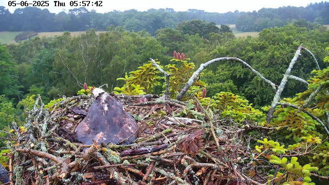 A bird's nest is built on a tree in a forest, with a young bird or chick sitting inside the nest. The nest is made of twigs and branches, surrounded by lush green foliage and coniferous tree branches. The background shows a dense, green forest under a cloudy sky. A timestamp at the top left reads "05-06-2025 Thu 05:57:42".