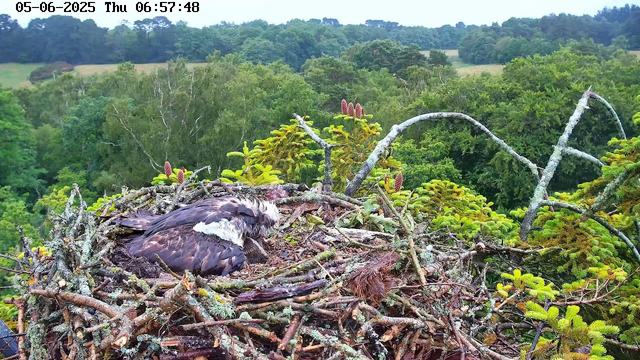 A juvenile bird, likely an eagle, is resting in a nest made of twigs and branches. The nest is situated high in a tree, surrounded by lush green foliage and various young pine or evergreen branches. In the background, a dense forest stretches out under a cloudy sky. The timestamp at the top indicates early morning on June 5, 2025.