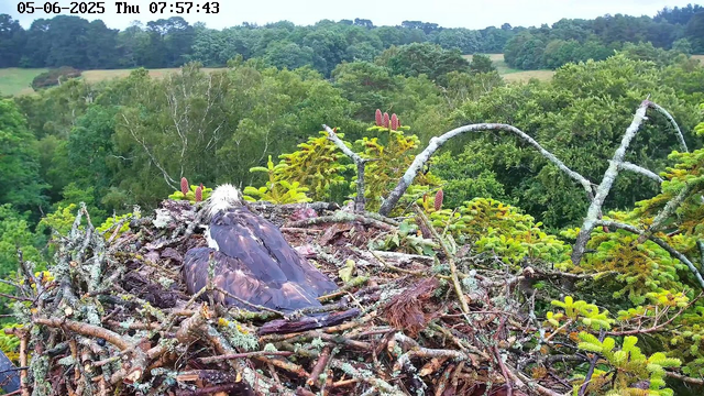 A young bird with white and dark feathers is sitting in a large nest made of sticks, high in a tree surrounded by lush green foliage. The background shows a dense forest with rolling hills and a cloudy sky. The image is captured from a webcam, with a timestamp indicating it was taken on May 6, 2025, at 7:57 AM.