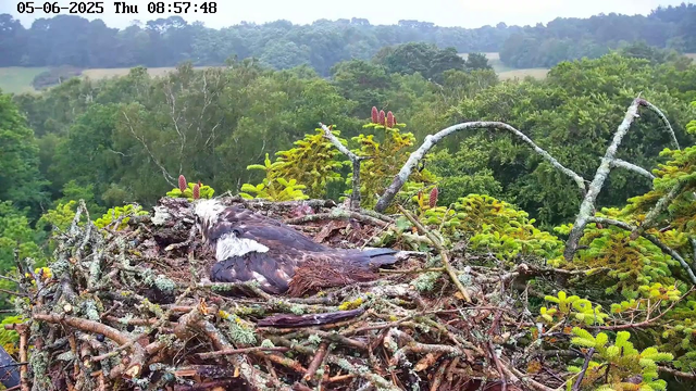 A bird, likely an osprey, is lying in a large nest made of twigs and moss, situated high in a tree. The nest is surrounded by lush green foliage, with a backdrop of a dense forest and rolling hills under a cloudy sky. The image is captured from a webcam and displays the date and time as June 5, 2025, at 8:57 AM.