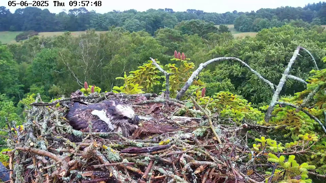 A juvenile osprey is sitting in a large nest made of sticks, high in a tree. The bird has a light-colored head and dark feathers on its body. The nest is surrounded by green pine branches and foliage, with a lush, dense forest and rolling hills in the background. The image is timestamped "05-06-2025 Thu 09:57:48" at the top.