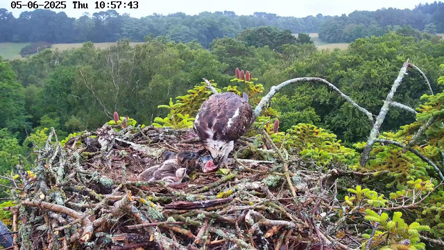 An adult osprey is sitting in its nest, feeding a chick with fish. The nest is constructed of sticks and branches, situated high among green trees. In the background, there is a dense forest and a hilly landscape under a cloudy sky. The image is timestamped "05-06-2025 Thu 10:57:43" at the top left corner.