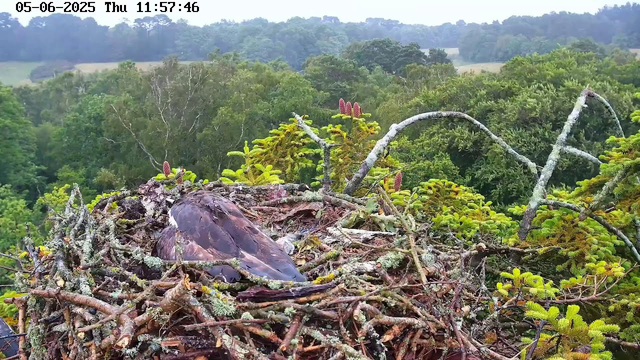 A bird is resting in its nest, which is made of twigs and moss, located high in the branches of a tree. The background shows a lush, green forest with dense trees and a cloudy sky. The timestamp at the top indicates the date as May 6, 2025, and the time as 11:57:46.