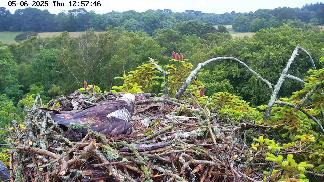 A bird with mostly brown and white feathers is lying in a large nest made of twigs and moss on top of a tree. The nest is surrounded by lush green foliage and branches of coniferous trees. In the background, there are rolling hills covered with dense green trees under an overcast sky. The top of the image shows a timestamp and date: "05-06-2025 Thu 12:57:46".