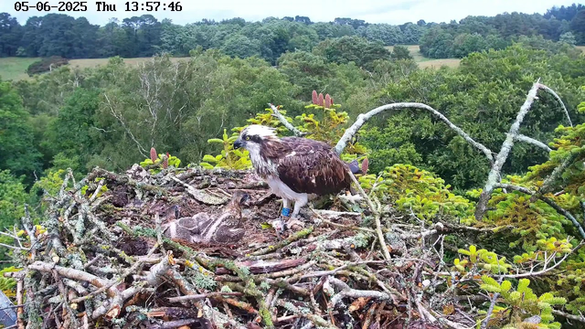 A young osprey sits in its nest, which is made of sticks and twigs, high above a lush green forest. An adult osprey stands nearby, watching over the nest. The scene is set against a backdrop of dense trees and rolling hills under a clear sky. The image is timestamped May 6, 2023, at 13:57:46.