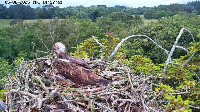 An adult osprey is sitting in its nest made of intertwined sticks and branches, situated high in a tree. The bird has brown and white plumage, with a distinctive white head and a crest of feathers on top. The background features a dense green forest with various trees and foliage, and a partially cloudy sky in the distance. The image is timestamped "05-06-2025 Thu 14:57:41" at the top.