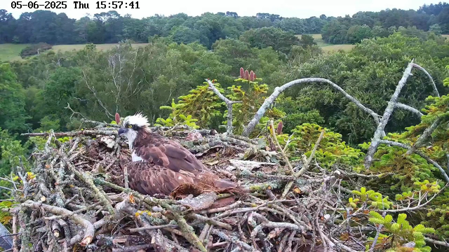 An adult osprey is sitting in a nest made of twigs and branches atop a tree, with a lush, green forest and distant fields in the background. The osprey has a white head with a dark eye stripe, yellow eyes, and brown wings and back.