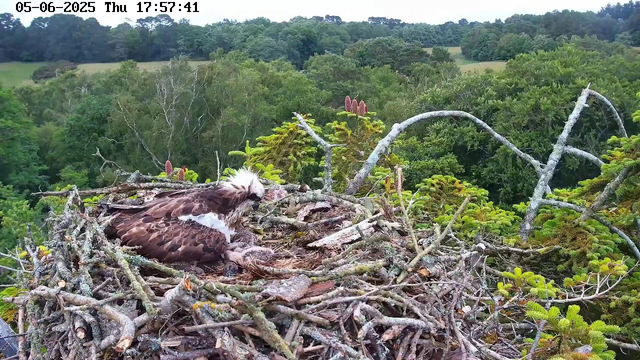 A young osprey is perched in a large nest made of sticks and branches, situated high in a tree surrounded by lush green foliage. The background shows a vast forest with dense trees and rolling hills under a clear sky. The image is timestamped "05-06-2025 Thu 17:57:41" in the top left corner.