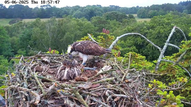 An adult osprey stands on its nest, tending to two hatchlings. The nest is constructed of sticks and branches, situated high among green trees with a lush, forested landscape in the background. The image is from a webcam feed with a timestamp at the top indicating the date and time as May 6th, 2025, 6:57 PM.