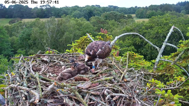 A large bird of prey, likely an osprey, stands on a nest made of sticks and branches, feeding or tending to two young chicks. The nest is situated high in a tall tree surrounded by lush green foliage. In the background, a dense forest stretches across rolling hills under a mostly clear sky. The timestamp on the image reads "05-06-2025 Thu 19:57:41."