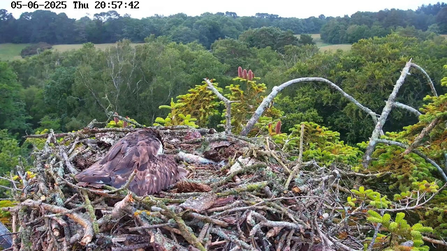 A bird's nest made of twigs and branches perched high in a tree, with a young bird or chick nestled inside, surrounded by lush green foliage and distant rolling hills under a partly cloudy sky. The image is captured from a webcam, with a timestamp at the top showing the date as May 6, 2025, and the time as 20:57:42.