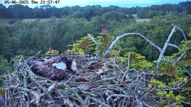 A young bird is resting in a nest made of twigs and branches, high above a lush green forest with dense tree coverage. The bird has brown and white feathers and appears to be sleeping or resting peacefully. The background shows a vast canopy of green trees under a clear sky. The image is timestamped with the date "05-06-2025" and the time "21:57:47".