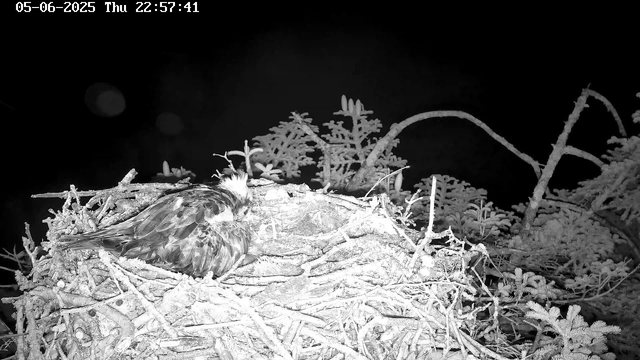 A bird with wet feathers is resting in a nest made of twigs and branches, located among frost-covered foliage. The image is in black and white, and the time and date "05-06-2025 Thu 22:57:41" are displayed at the top left corner.