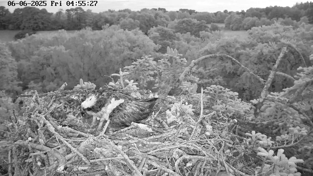 A black-and-white image from a webcam shows a bird sitting in a nest made of twigs and branches. The nest is situated in a tree with dense foliage. In the background, there is a forested landscape with many trees extending to the horizon. The timestamp indicates the date as June 6, 2025, and the time as 04:55:27 on a Friday.