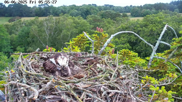 A young osprey chick is nestled in a large nest made of sticks and twigs high up in a tree. The nest is surrounded by lush green foliage and branches, with a background of dense forest and rolling hills under a clear sky. The time and date are displayed in the upper left corner: June 6, 2025, at 5:55 AM.