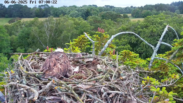 A young bird, likely an osprey, sits on a large nest made of sticks and twigs, surrounded by lush green trees and foliage. The background shows a densely forested landscape with rolling hills under a partly cloudy sky. The image is timestamped at 07:00:22 on June 6, 2025.