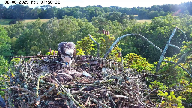 A young osprey chick rests in a large nest made of sticks on a tree, with another adult osprey nearby. The nest is surrounded by lush green foliage and trees, with a distant landscape of rolling hills and more trees in the background. The image is captured in bright daylight, with sunlight streaming in from the upper right corner. The timestamp at the top shows the date and time as June 6, 2025, at 7:58 AM.