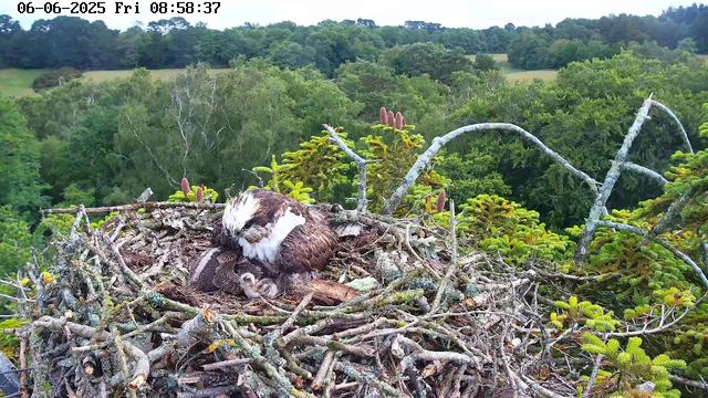 A juvenile osprey is nestled in a large nest made of twigs and branches, perched high above a lush green forest. The adult osprey is gently tending to the chick, with its head bent down toward it. The background features dense trees and rolling hills under a partly cloudy sky. The top left corner displays the date and time as June 6, 2025, at 8:58 AM.