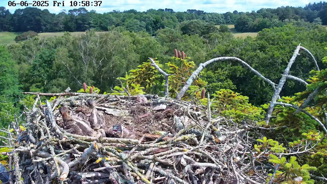 A bird's nest made of twigs and branches is situated high in a tree, surrounded by green foliage and pine cones. Inside the nest, several young birds with dark plumage and orange beaks are visible. In the background, a dense forest stretches across rolling hills under a bright blue sky with a few clouds. The image includes a timestamp at the top showing the date as June 6, 2025, and the time as 10:58:37.