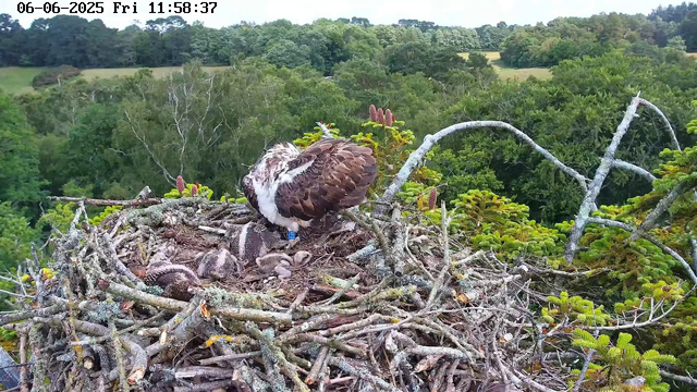 A young osprey chick is lying in a large nest made of sticks and branches on a tree. An adult osprey is perched nearby, preening its feathers. The nest is surrounded by lush green treetops and a rolling landscape in the background. The time and date are displayed at the top left corner of the image.