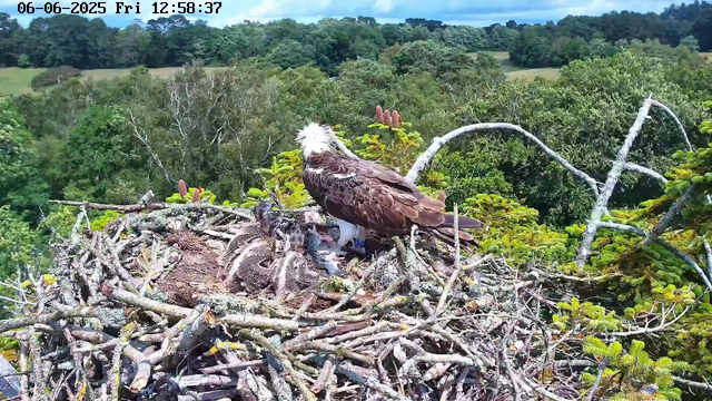 A large bird of prey, likely an osprey, is standing in its nest made of twigs and branches high above a dense green forest. The bird has brown and white plumage, with a distinctive white head and a dark eye stripe. In the nest, there are several newly hatched chicks. The background features lush, treetops stretching into the distance under a partly cloudy sky. The timestamp on the image reads Friday, June 6, 2025, at 12:58 PM.