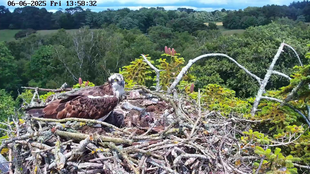 A hawk is sitting in a large nest made of twigs on a tree branch. The hawk has brown and white feathers, and is looking to the side with bright yellow eyes. Inside the nest, there is a young bird that appears to be a chick, partially visible beneath the hawk. In the background, there is a dense forest with various green trees and a hilly landscape under a blue sky with some clouds. The image also shows the date and time as June 6, 2025, at 13:58:32.