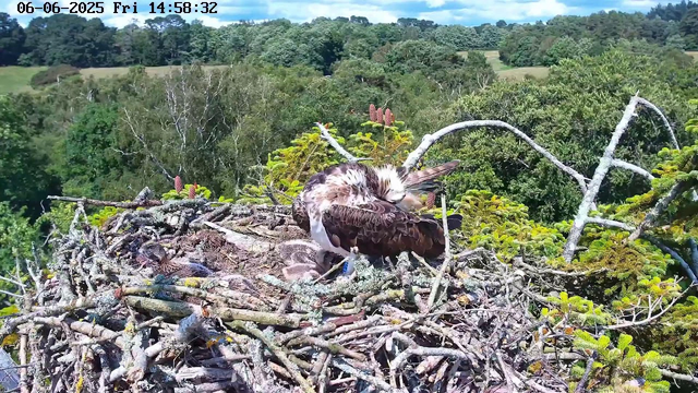 A bird of prey, likely an osprey, is perched on its nest made of sticks and twigs, tending to two small owlets. The nest is situated high in a tree with lush green foliage and pinkish buds, against a backdrop of a dense forest and rolling hills under a bright blue sky with some clouds. The timestamp on the image reads "06-06-2025 Fri 14:58:32."