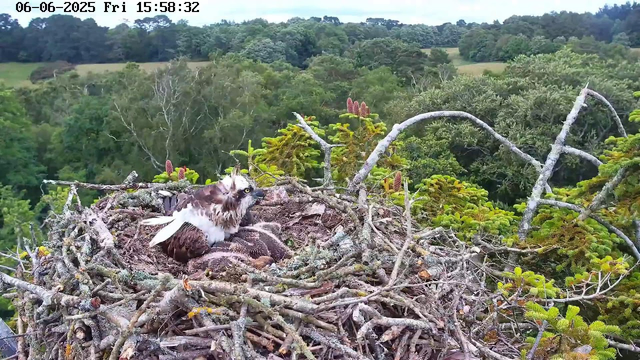 A young hawk is sitting in a large nest made of twigs, high in a tree. The hawk has brown and white feathers, with yellow eyes, and appears to be resting or observing. The background features a lush green forest with various trees and foliage, under a partly cloudy sky. The image is timestamped June 6, 2025, at 3:58 PM.