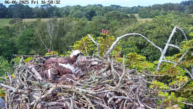 A young bird of prey, likely an osprey, sits in a large nest made of twigs and branches. The nest is high in a tree among green foliage, with a dense forest and rolling hills visible in the background. The bird has brown and white plumage, with a distinctive white head and dark eye markings. The image is timestamped June 6, 2025, at 16:58:32.