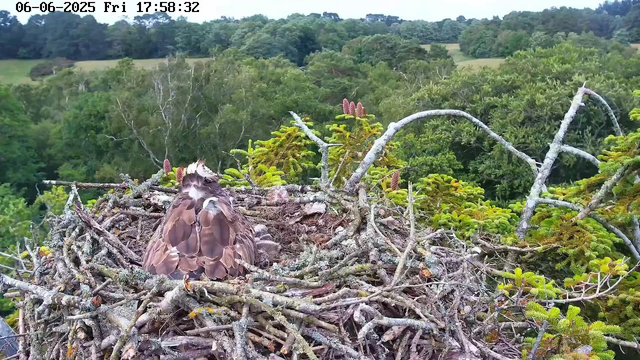 A bird's nest made of twigs and branches is situated high in a tree, surrounded by lush green foliage. Inside the nest, a bird with brown and white feathers is resting, facing away from the camera with its head slightly turned. The background features a dense forest with rolling hills and a partly cloudy sky. The timestamp on the image indicates the date as June 6, 2025, and the time as 17:58:32 on a Friday.