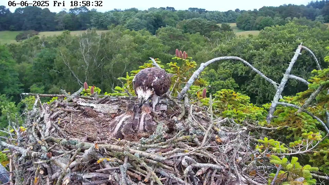 A young osprey chick is lying in a large nest made of sticks and twigs on a tree branch. An adult osprey is perched on the edge of the nest, leaning forward with its beak close to the chick, appearing to feed or care for it. The nest is surrounded by lush green trees and foliage, with a forested landscape in the background under an overcast sky. The top left corner shows the date and time: June 6, 2025, at 18:58:32.