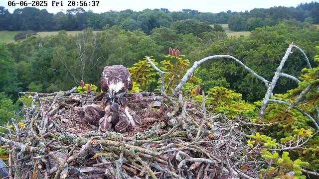 An adult bird of prey, likely a hawk or an eagle, is perched on a large nest made of twigs and branches. The bird is tending to several small, fluffy chicks inside the nest. The background features a lush, green forest with dense trees and rolling hills under a partly cloudy sky. The timestamp at the top left indicates the date and time as June 6, 2025, at 8:56:37 PM.