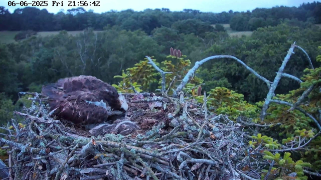 A young bird is sitting in a large nest made of sticks and twigs on a tree branch. An adult bird, likely a hawk or similar raptor, is perched nearby, seemingly resting or watching over the nest. The background shows a lush green forest under a blue sky with some clouds. The timestamp on the image indicates it was taken on June 6, 2025, at 21:56.