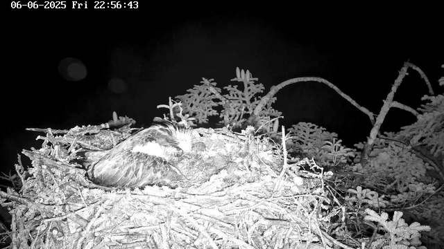 A bird is sitting in a nest built among tree branches and leaves. The image is in black and white, with the bird resting with its eyes closed. The surroundings include various twigs and foliage, and the scene appears to be at night. The date and time are displayed at the top left corner: June 6, 2025, Friday, 10:56:43 PM.