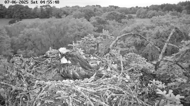 A hawk sits in its nest made of twigs, surrounded by dense trees and foliage in the background. The image appears to be in black and white and is captured from a webcam. The timestamp at the top left indicates the date and time as July 6, 2025, at 4:55:48 AM.