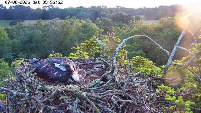 A young bird, possibly an osprey chick, is resting in a large nest made of sticks, situated high in a tree. The nest is surrounded by lush green foliage, and the sun is shining brightly from the top right corner, casting a warm glow over the scene. The image has a timestamp at the top left corner indicating the date and time as July 6, 2025, at 5:55 AM.