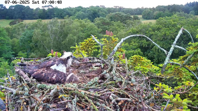 An osprey rests on its nest made of intertwined sticks and branches, situated high in a tree. The nest is surrounded by green foliage and the background features a lush, forested landscape with rolling hills. The time and date are displayed in the upper left corner of the image.
