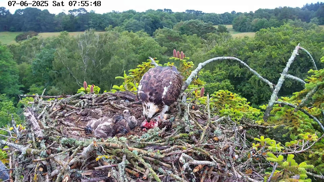 An adult bird, likely an eagle, is feeding its three chicks in a large nest made of twigs and branches, situated high in a tree. The adult bird has a white head and dark body, and is using its beak to eat a piece of meat. The chicks are small, fluffy, and dark-colored, sitting close together in the nest. The surrounding environment is lush and green with dense trees and foliage in the background. The image is timestamped July 6th, 2025, at 7:55 AM.