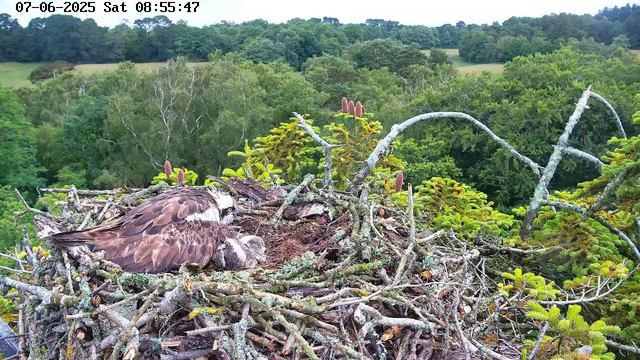 A close-up of an osprey nest on a tree branch, with a parent osprey sitting on the nest and chick visible beneath it. The nest is made of sticks and surrounded by green foliage, with a dense forest in the background. The image appears to be taken from a webcam, with a timestamp of 07-06-2025 Saturday, 8:55:47 AM at the top.