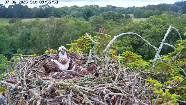 A young osprey chick with brown and white feathers is sitting in a large nest made of sticks and branches, surrounded by green trees and foliage. An adult osprey with distinctive white and brown plumage and a sharp beak is lying next to the chick, partially covered by the nest. The background features a lush, green, forested landscape with rolling hills under a clear sky. The timestamp at the top indicates it is early morning on Saturday, July 6, 2025.