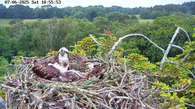 An osprey sits on its large nest made of intertwined sticks and branches, surrounded by green foliage and small pine cones. The bird is looking directly at the camera with a piercing gaze. In the background, a dense forest extends across rolling hills under a lightly cloudy sky. The timestamp at the top left indicates the date and time as July 6, 2025, at 10:55:53 AM.