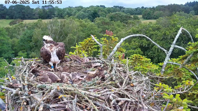 An adult bald eagle with white head and dark brown body is perched on the edge of a large nest made of sticks and twigs, situated high in a tree. The nest contains several newly hatched fuzzy chicks. The background features a lush, green forest with dense trees and rolling hills, under a partly cloudy sky. The image timestamp shows the date as July 6, 2025, and the time as 11:55:53 on a Saturday.