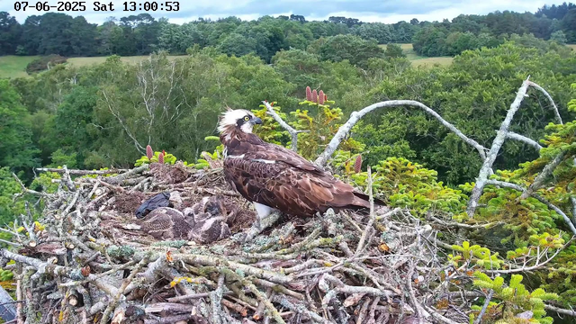 An adult osprey stands on its nest, which is made of twigs and branches, on top of a tall tree. The osprey has a white head with a dark eye stripe, brown wings, and yellow eyes. There are three young chicks covered in down feathers lying in the nest. The background shows a lush, green forest with rolling hills and a cloudy sky. The image is timestamped "07-06-2025 Sat 13:00:53" at the top left corner.