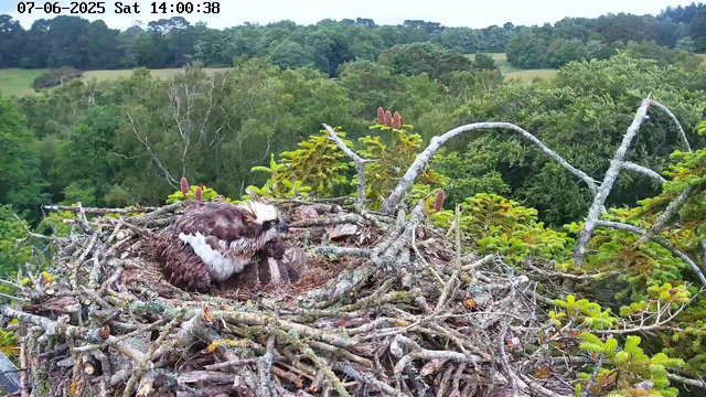A young bird of prey, likely an osprey, is sitting in a large nest made of sticks and branches atop a tree. The nest is surrounded by green foliage, and in the background, there is a lush, tree-covered landscape with rolling hills. The image is captured from a webcam, with the date and time displayed at the top: July 6, 2025, at 14:00:38.
