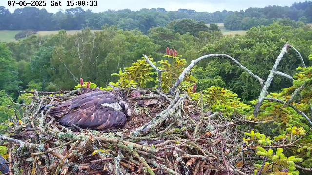 A bird's nest made of twigs and moss is perched overhead of a dense green forest canopy. Inside the nest, a resting bird, likely an eagle or hawk, is curled up with its head tucked under its wing. The background features lush, leafy trees stretching out into the distance under a slightly overcast sky. The date and time are displayed at the top of the image.