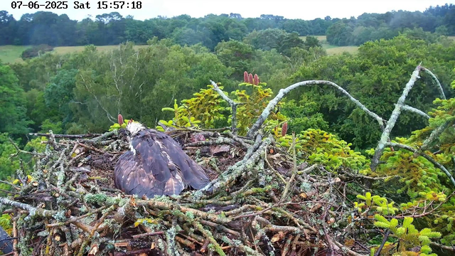 A nest made of moss and twigs situated high in a tree, with a young bird resting inside. The bird has a white head and dark feathers with some light markings on its back. In the background, there is a lush, green forest with rolling hills and dense trees under a bright sky. The timestamp in the top left corner indicates the date and time as July 6, 2025, at 15:57:18.