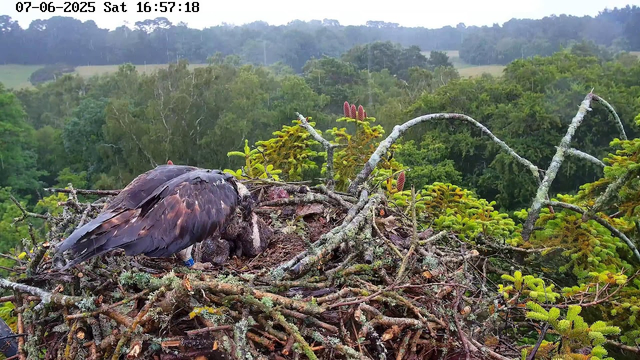 A nest made of twigs and branches sits high in a tree, with a large bird, likely an eagle, tending to its young chick inside. The background features a lush, green forest with dense trees and rolling hills under a partly cloudy sky. The image is time-stamped "07-06-2025 Sat 16:57:18" at the top.